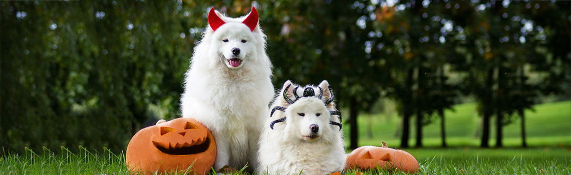 Best  Places to be with your pet for Halloween