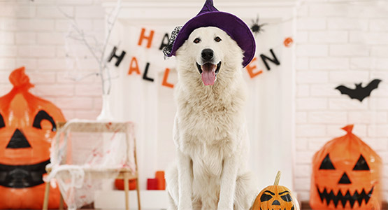 Halloween: Safety Tips for Pets 