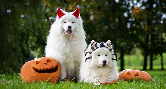 Best Places to be with your pet for Halloween