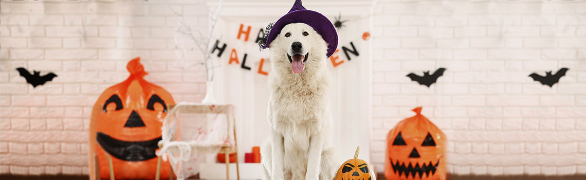 Halloween: Safety Tips for Pets 