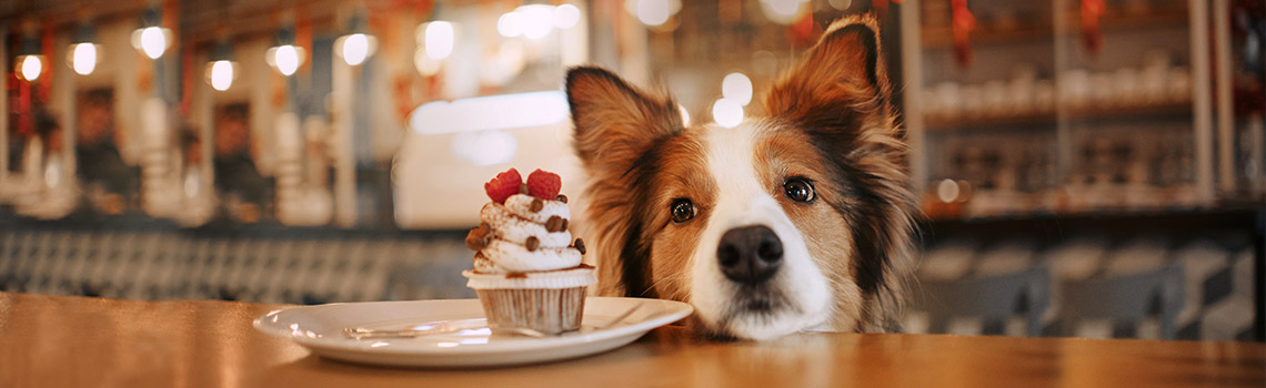 5 Pet-friendly Restaurants in the U.S.A