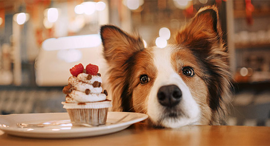 five-pet-friendly-restaurants-in-the-usa