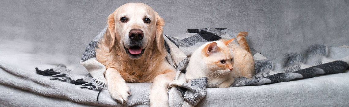 Tips for Staying in Hotels with Pets